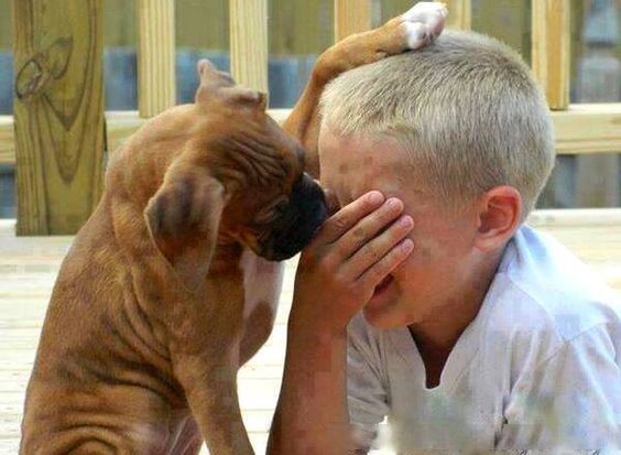 Cachorro consolando